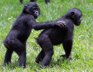 el planeta de los simios bonobos-emociones--644x500