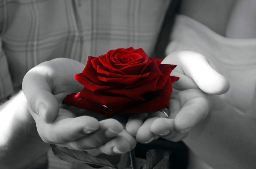 sant jordi rosa