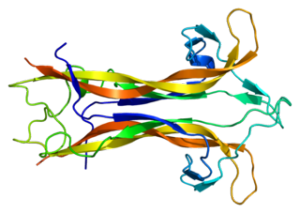 BDNF_PDB_1bnd