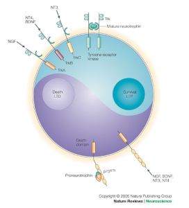 bdnf acción neurotrofina