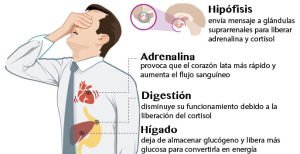 estres-efectos-del-estres-7