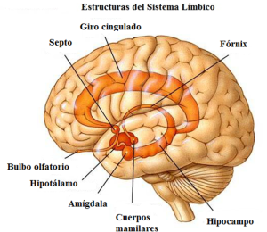 adicción límbico