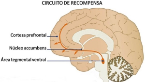 adicción sistema-recompensa-cerebro-s-620x349