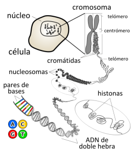 neurona