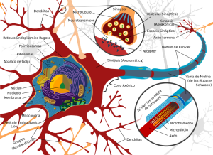 neurona partes
