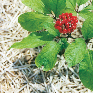 ram ginseng