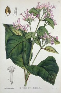 Goya chinchona officinales