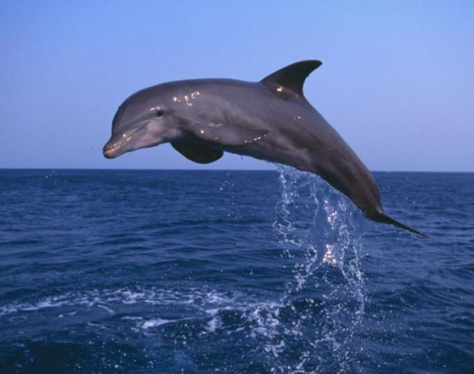 conectividad delfinsaltando